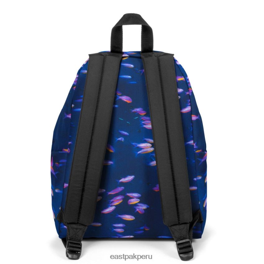 educación física Eastpak pak\'r acolchado pescado 62TTDP8 mochilas